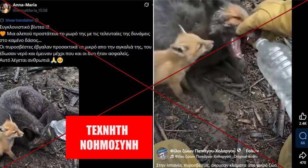 AI το viral βίντεο με την αλεπού που προστάτευε το μωρό της στο καμένο δάσος